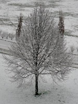 树, 雪, 白色, 感冒, 冬天, 自然, 贝桑松