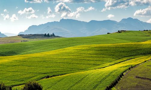 油菜地里, 绿色, 连绵起伏的丘陵, 农业, 农场, 景观, 作物