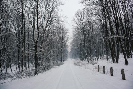 景观, 摄影, 雪, 覆盖, 道路, 裸, 树木