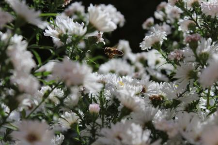 蜜蜂, 蜜蜂的方法, 昆虫, 动物, 植物, 白色的花, 关闭