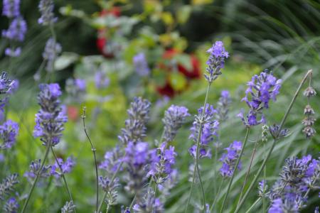 熏衣草, 薰衣草花香, 紫色, 紫罗兰色, 花序, 真正薰衣草, 观赏植物