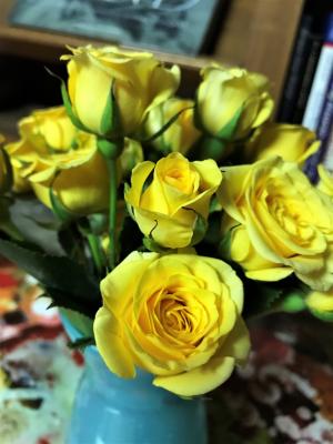 黄色, 玫瑰, 德克萨斯州, 开花, 花, 春天, 礼物