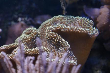 珊瑚, 软体动物, 无脊椎动物, 海洋, 水下, 海, 生物