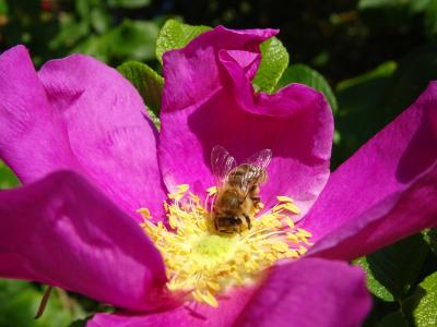 花, 蜜蜂, 野玫瑰, 紫色, 花瓣, 一种动物, 自然