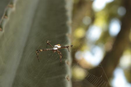 蜘蛛, 蛛形纲动物, web