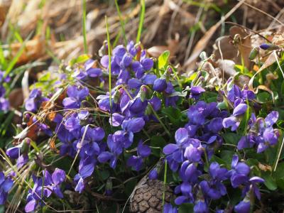 香味紫罗兰, 紫罗兰色, 花, 开花, 绽放, 中提琴紫罗兰, 三月紫罗兰