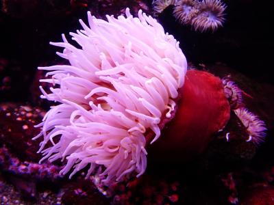 红色, 白色, 珊瑚, 动物, 海, 海葵, 水