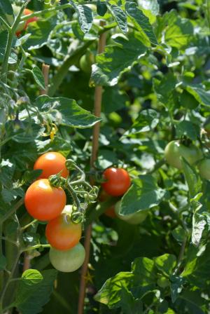 西红柿, 植物, 蔬菜, 食品, 健康, 花园, 吃