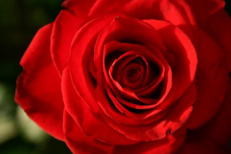 上升, 红色, 红玫瑰, 花, 自然, 浪漫, 玫瑰-花