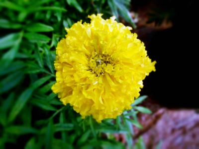 黄色, 万寿菊, 花, 自然, 美丽, 植物, 开花