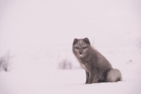 关闭, 照片, 灰色, 狼, 雪, 狐狸, 动物