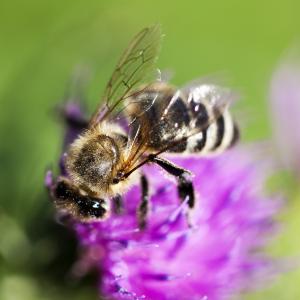蜜蜂, 三叶草, 粉红色的花, 详细, 昆虫, 自然, 宏观