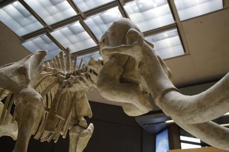 猛犸, 骨架, 博物馆, 展览, 哺乳动物, 獠牙, 厚皮类动物