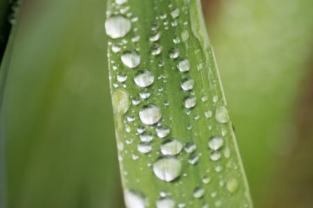 雨滴, 宏观, 绿色, 叶, 雨, 下降, 露水
