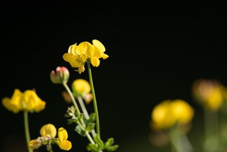 莲花根, 巴, 尖尖的花, 黄色的花, 黄色, 自然, 花