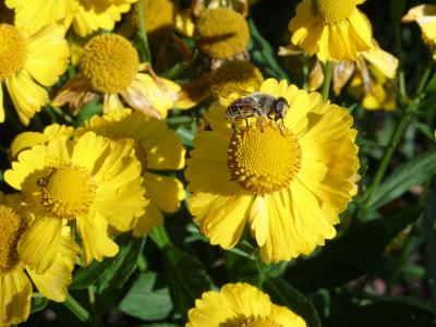 蜜蜂, 花, 黄色, 自然, 昆虫, 开花, 绽放