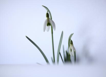 雪莲, 春天的预兆, 白色, 花香, 春天的预兆, 2 月