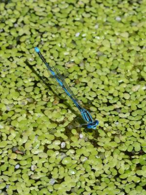 enallagama cyathigerum, 蓝蜻蜓, 池塘, 藻类, 水生植被, 蜻蜓