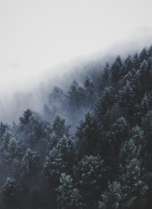 松树, 树木, 冬天, 森林, 树, 雾, 雾