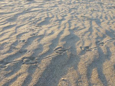 沙子, 曲目, 海鸥, 鸟