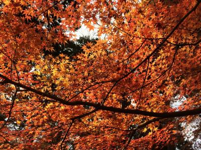 红叶, 枫树, 秋天
