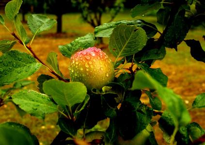 苹果, 水果, 雨, 滴雨, 叶, 食物和饮料, 绿色的颜色