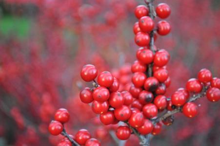 冬天, 红色, 浆果, 植物, 赛季, 自然, 圣诞节