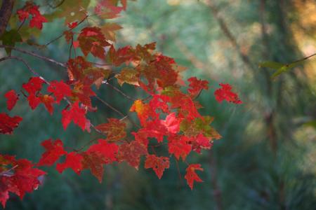 枫叶, 秋天, 秋天, 红色, 树, 级联, 模式