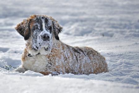 雪, 狗, 在雪地里的狗, 雪中的圣狗, 雪狗, 冬天