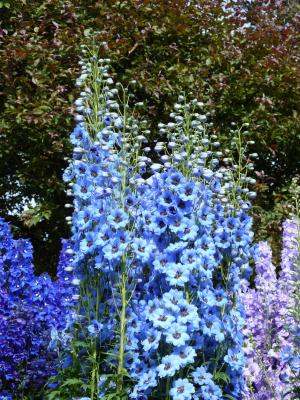 草, 蓝色, 开花, 绽放, hahnenfußgewächs, 紫色, 花