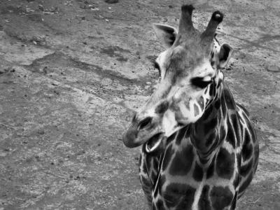 长颈鹿, 黑色, 动物园, 动物