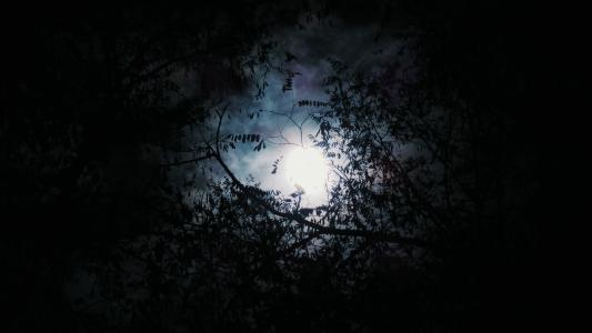 树, 剪影, 夜间, 云计算, 月亮, 晚上, 黑暗
