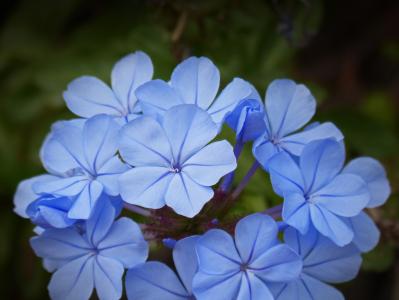 蓝色的花, 复合的花, 美, 详细