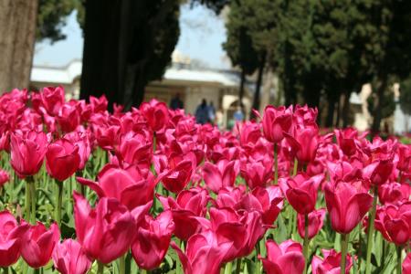 郁金香, 伊斯坦堡, 托普卡宫, 粉色, 花, 花园, 自然