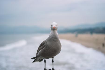 海鸥, 鸟, 站, 旁边, 海边, 白天, 动物