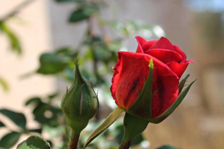 罗莎, 红玫瑰, 花瓣, 花园, 红色, 美丽, 温暖
