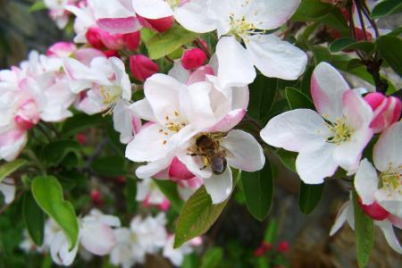 蜜蜂, 授粉, 绽放, 春天, 自然, 花瓣, 花