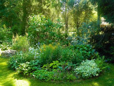 花园, 院子里, 植物, 小, 夏季