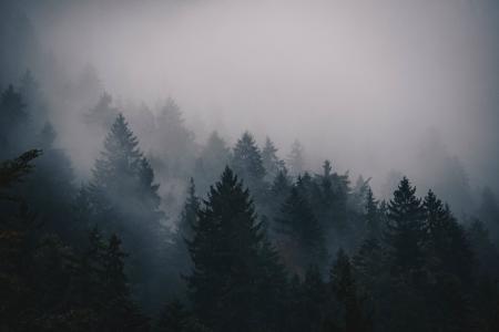 雾, 感冒, 树木, 松树, 山, 景观, 天空