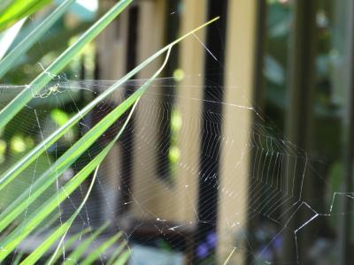 蜘蛛, web, 自然, 昆虫, 蜘蛛网, 剪影, 蜘蛛网