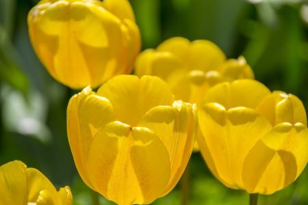 黄色郁金香, 春天, 背景, 郁金香, 美丽, 花园, 自然