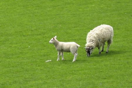 羊, 羔羊, 草, 草甸, 放牧, 吃草, 农场里的动物