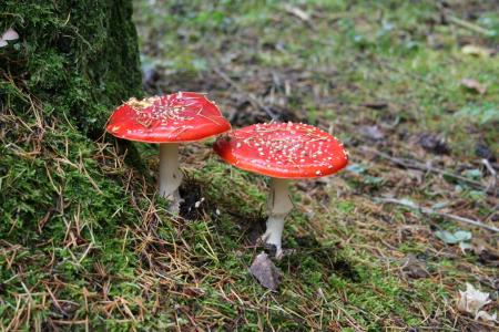 红蝇木耳, 蘑菇, 德国最风景如画的沐浴, eifel 地区, 真菌, 自然, 森林