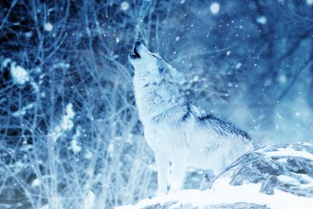 狼, 嚎叫 》, 动物, 雪, 艺术, 年份, 冬天