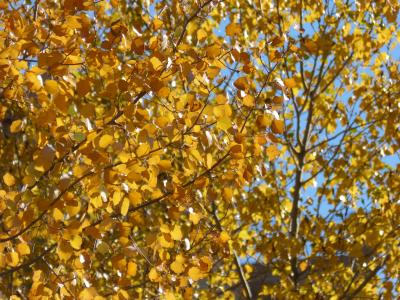 黄色的树叶, 杨树, 白杨, 树叶飘零, 秋天