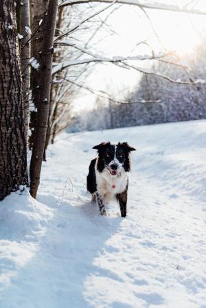 狗, 动物, 宠物, 小狗, 雪, 冬天, 树木