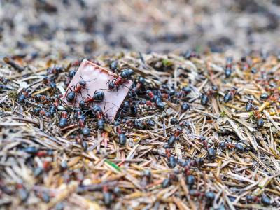 蚂蚁, 蚂蚁, 蚁, 自然, 森林, 针头, 巧克力