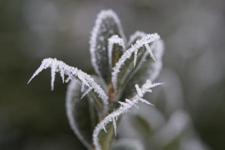 叶子, 冻结, eiskristalle, 弗罗斯特, 冰, 冬天, 感冒