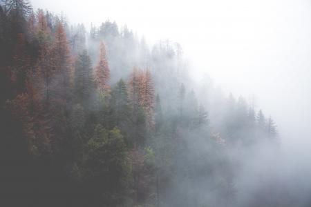 森林, 薄雾, 自然, 树木, 雾, 有雾, 雾