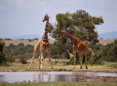 长颈鹿, 野生动物园, 肯尼亚, 桑布鲁